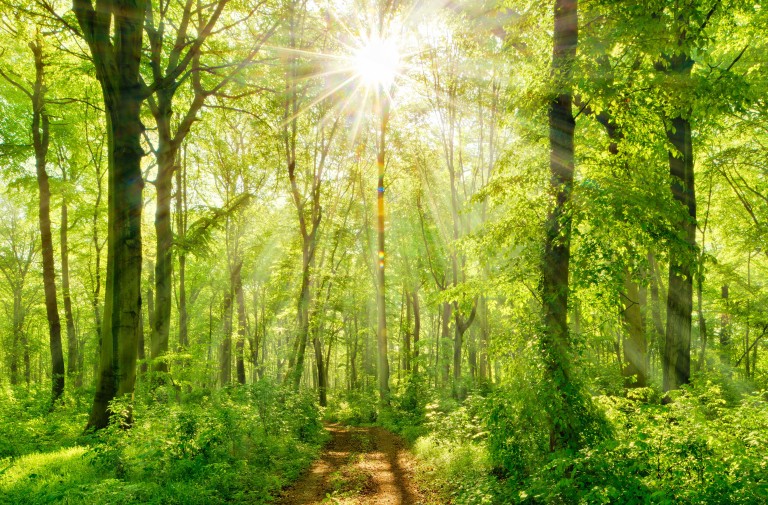 Eternal Divine Light